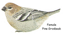 Female Pine Grosbeak Female Pine Grosbeak