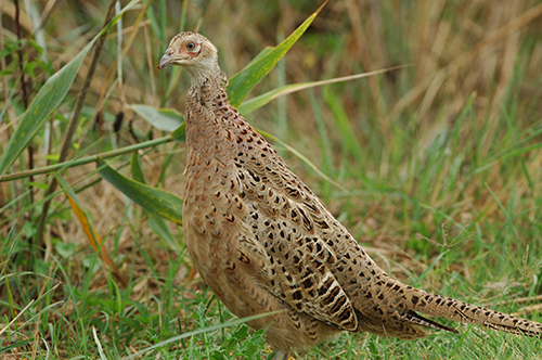 Ring-necked Pheasant | EEK Wisconsin
