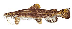 Flathead Catfish Flathead Catfish