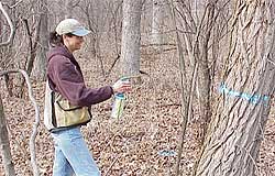 Mary Ann has marked an undesirable black locust tree to be removed from an oak forest. Mary Ann has marked an undesirable black locust tree to be removed from an oak forest.