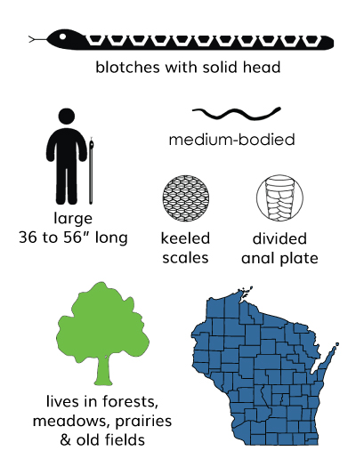 a graphic showing that foxsnakes are medium sized snakes with blotches