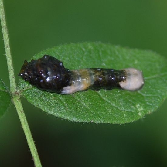 giant swallowtail caterpillar photo by Andy Reago & Chrissy McClarren (CC BY 2.0) photo of a giant swallowtail caterpillar