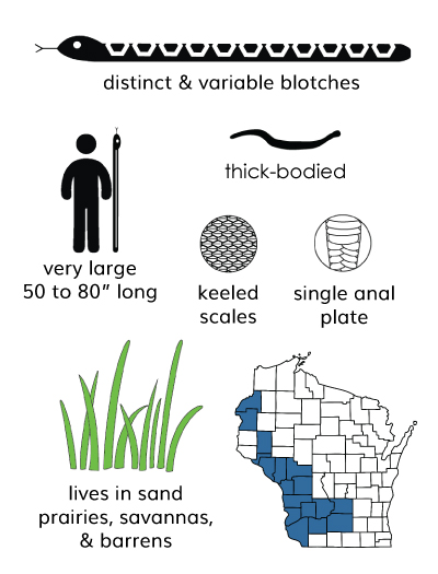 gophersnake infographic