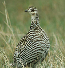 Greater Prairie Chicken, Image Credit US Fish & Wildlife Service Greater Prairie Chicken, Image Credit US Fish & Wildlife Service