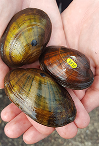 Higgins Eye Mussel, Image Credit: US Fish & Wildlife Service Higgins Eye Mussel, Image Credit: US Fish & Wildlife Service