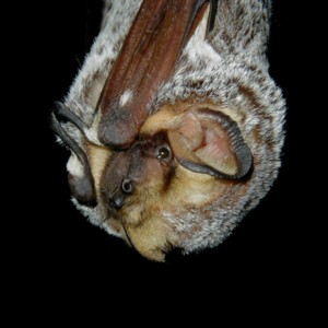 hoary bat photo by Paul Cryan photo of hoary bat