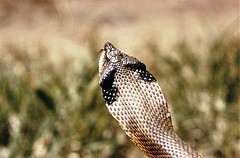 Eastern hog-nosed snake trying to scare something off Eastern hog-nosed snake trying to scare something off