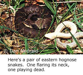 Here's a pair of eastern hog-nosed snakes. One is flaring its neck, one is playing dead Here's a pair of eastern hog-nosed snakes. One is flaring its neck, one is playing dead
