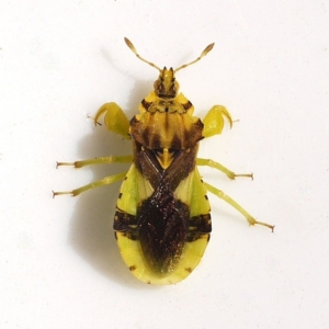 jagged ambush bug by Ilona (CC BY-SA 4.0) via iNaturalist close up photo of a jagged ambush bug showing camouflage patches on the back and muscular front legs