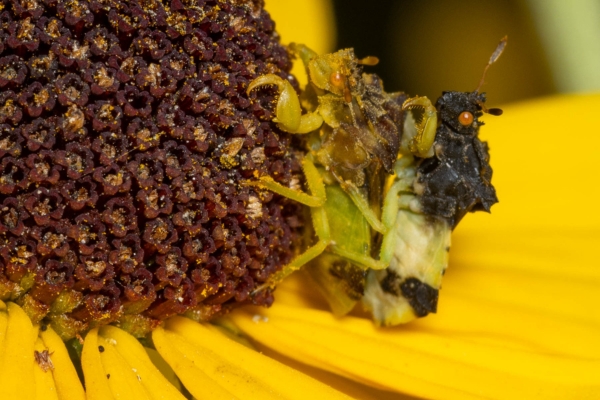 female and male jagged ambush bug by Kevin (CC BY-NC 4.0) via iNaturalist photo of a female jagged ambush bug with a slightly smaller male ambush bug on her back