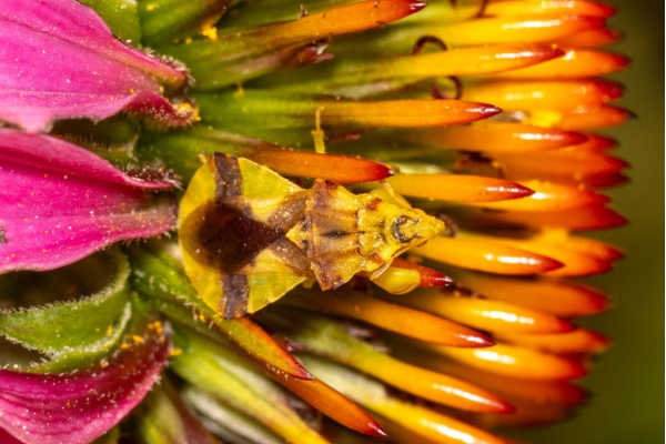 jagged ambush bug by Kevin (CC BY-NC 4.0) via iNaturalist photo of a jagged ambush bug on a purple coneflower