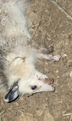 opossum playing 'possum by adriannamdrake (CC BY-NC 4.0) via iNaturalist photo of a young opossum playing 'possum
