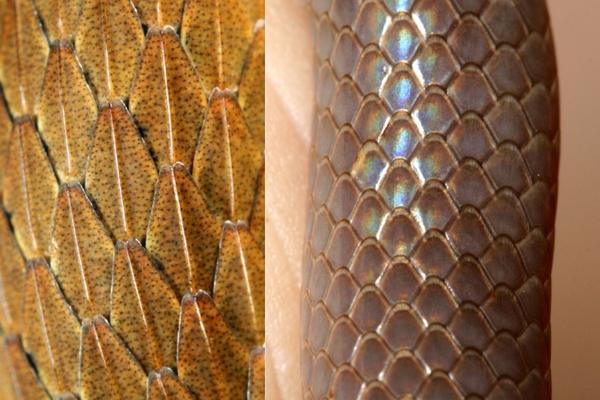 snake scales - photo by cotinis (CC BY-NC-SA 2) photo compares the rough, keeled scales of a red-bellied snake with the smooth scales of an earth snake