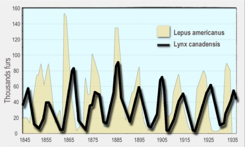 graph by Lamiot (CC BY-SA 4.0) via Wikipedia a graph showing how the lynx population varies with the hare population