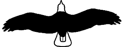 Eagle Silhouette Eagle Silhouette