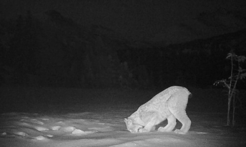 lynx trail cam photo by Matt Muir (CC BY 4.0) via iNaturalist a photo from a trail camera that shows a lynx pawing or smelling something on the ground