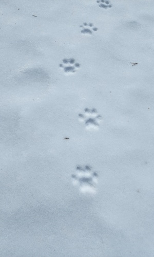 lynx tracks by Norma Malinowski (CC BY 4.0) via iNaturalist photo showing an almost straight line of lynx tracks in the snow