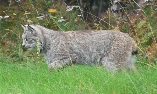lynx by wincoder (CC BY-NC 4.0) via iNaturalist photo of a lynx showing its ear tufts and black-tipped tail