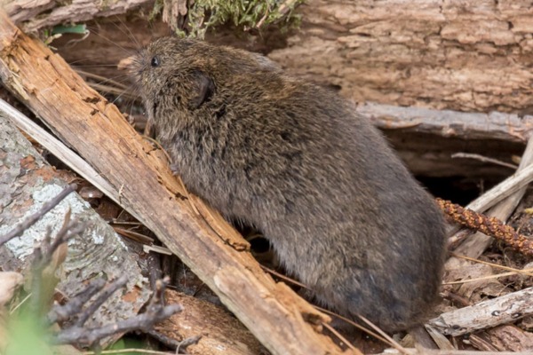 meadow vole by Roger Zimmermann photo of a meadow vole stretched out so you can see that they are very compact, and it looks like they don't even have a neck