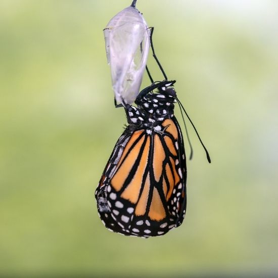 monarch butterfly by Lorie Schaull monarch butterfly emerging from chrysalis