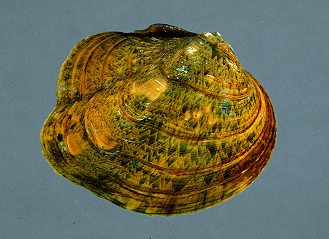 Monkeyface Mussel, Image Credit: Illinois Natural History Survey Monkeyface Mussel, Image Credit: Illinois Natural History Survey