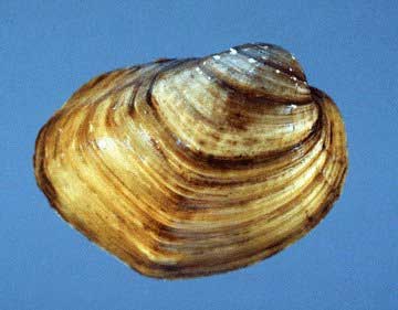 Bullhead mussel Bullhead mussel