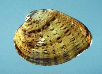 Butterfly mussel Butterfly mussel