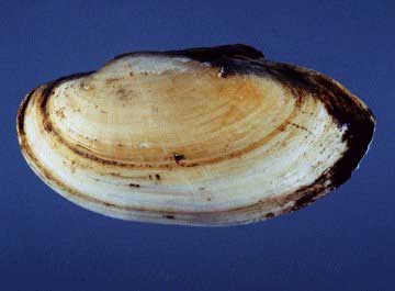 Yellow/Slough Sandshell mussel Yellow/Slough Sandshell mussel