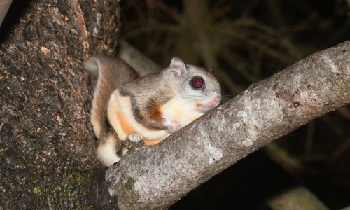 northern flying squirrel by henrique pacheco (CC BY 4.0) via iNaturalist northern flying squirrel eating seeds at a feeder