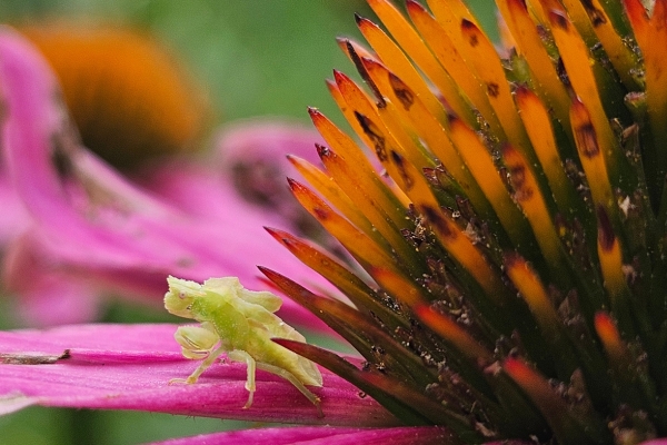 jagged ambush bug nymph by Beth Mittermaier photo of a jagged ambush bug nymph. It is all green and doesn't have wings