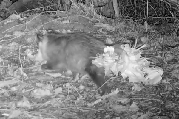 opossum by Colin Croft (CC BY 4.0) via iNaturalist photo of an opossum carrying nesting material with its prehensile tail