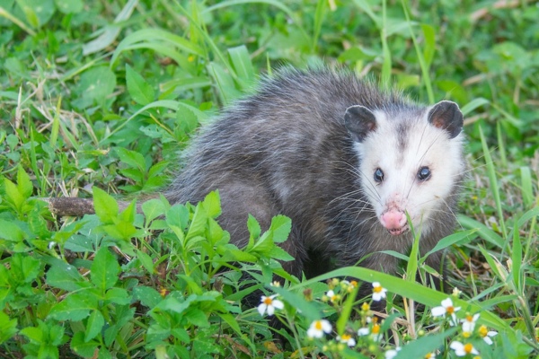 opossum by John Serrac (CC BY-NC 4.0) via iNaturalist photo of a Virginia opossum
