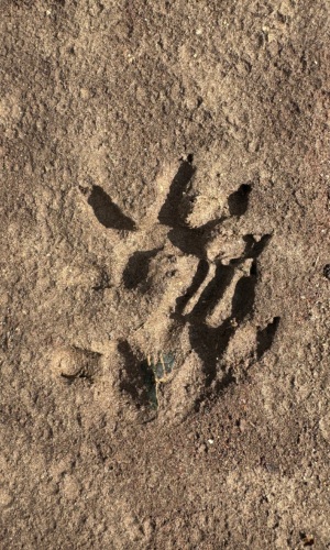 opossum tracks by Marley Diehl (CC BY-NC 4.0) via iNaturalist photo of opossum tracks in mud