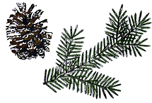 pinecone pinecone