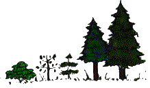 trees graphic trees graphic