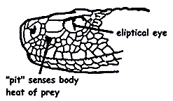 Illustration of venomous snake Illustration of venomous snake