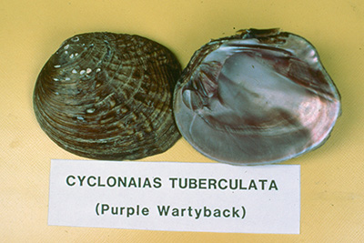 Purple Wartyback Mussel, Image Credit: Lisie Kitchel Purple Wartyback Mussel, Image Credit: Lisie Kitchel