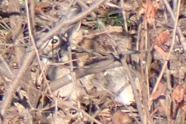 cottontail by Gretchen Zelle (CC BY-NC 4.0) via iNaturalist photo of a well-camouflaged rabbit hiding in brush