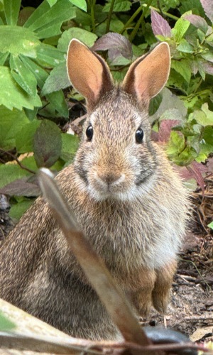 Cottontail by jc10 (CC BY-NC 4.0) via iNaturalist close-up photo of cottontail rabbit
