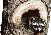 Raccoon inside of a tree Raccoon inside of a tree