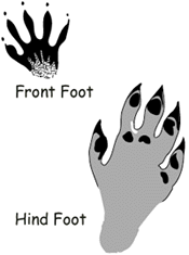 Raccoon track drawing, ©DNR Raccoon track drawing, ©DNR