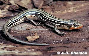 The red chin on this male skink lets you know that it's breeding season. The red chin on this male skink lets you know that it's breeding season.