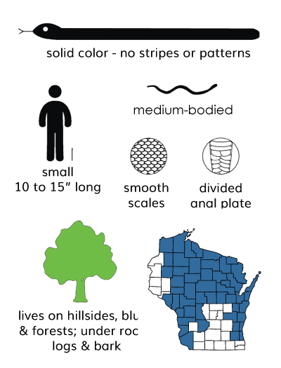 ring-necked snake infographic