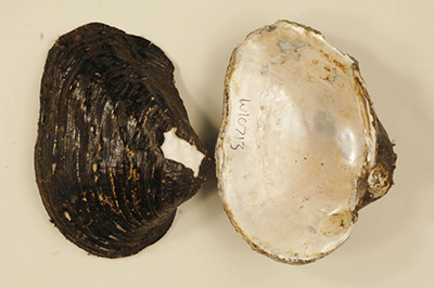 Rock Pocket-book Mussel, Image Credit: US Fish & Wildlife Service Rock Pocket-book Mussel, Image Credit: US Fish & Wildlife Service