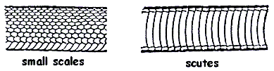 Illustration of small scales versus scutes Illustration of small scales versus scutes