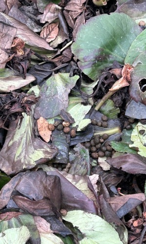 rabbit scat by wild_horticulturalist (CC By-NC 4.0) via iNaturalist photo of round rabbit droppings