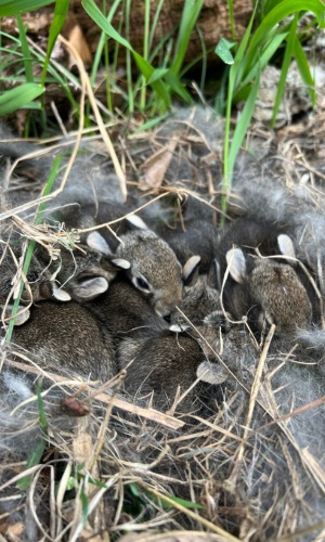 cottontail kits by Jeremy Rappaport (CC BY-NC 4.0) via iNaturalist photo of young cottontails in their nest
