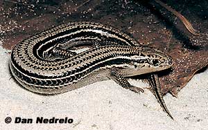 The skin of skinks is very smooth and shiny. The skin of skinks is very smooth and shiny.