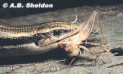 Skink eating a cricket. Skink eating a cricket.