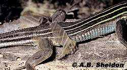 Most lizards shed their skin in patches. Most lizards shed their skin in patches.